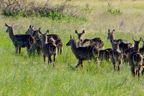 从桑给巴尔出发：萨达尼 3 天飞行野生动物观光之旅从桑给巴尔出发：萨达尼飞行之旅（3 天，含野生动物观赏）