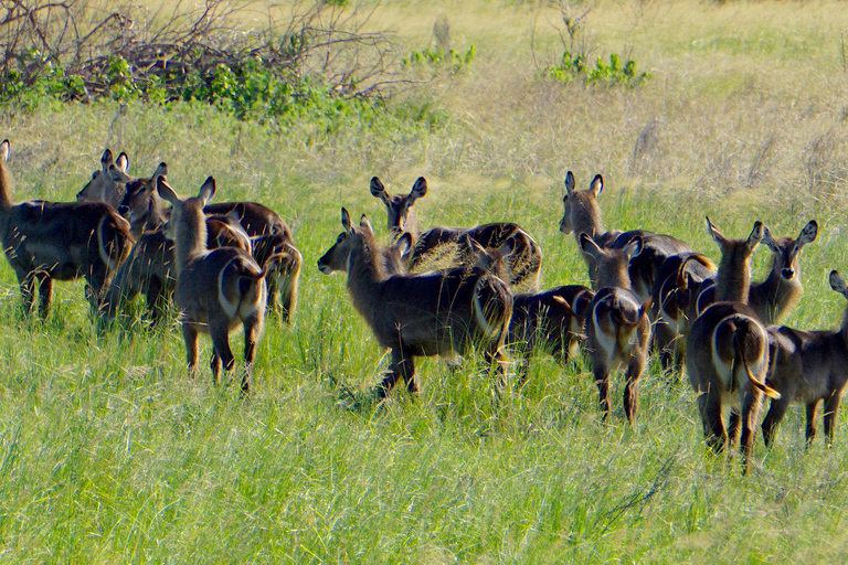 从桑给巴尔出发：萨达尼 3 天飞行野生动物观光之旅从桑给巴尔出发：萨达尼飞行之旅（3 天，含野生动物观赏）