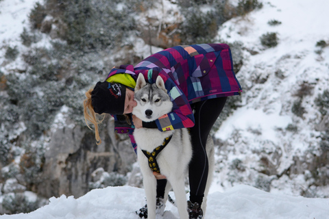 Nordreisa: guided snowshoe tour with a husky Guided snowshoe tour 2h with a husky & snack & campfire