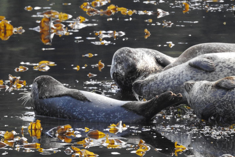 Fort William: Aventura en lancha rápida
