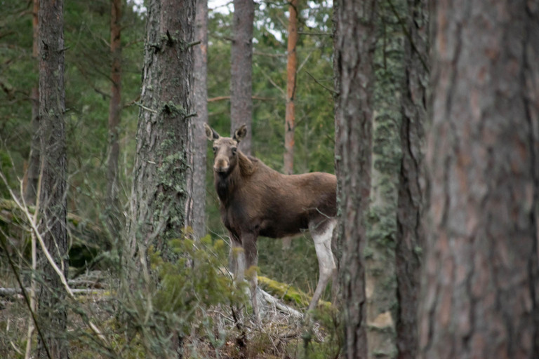 Safari nella natura con cena al fuoco da Helsinki