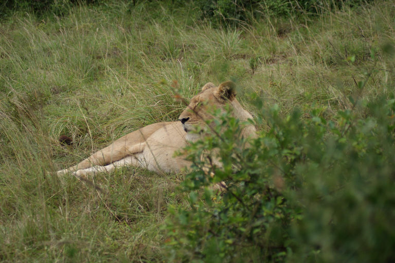 Addo Elephant National Park: Half-Day Safari with Guide