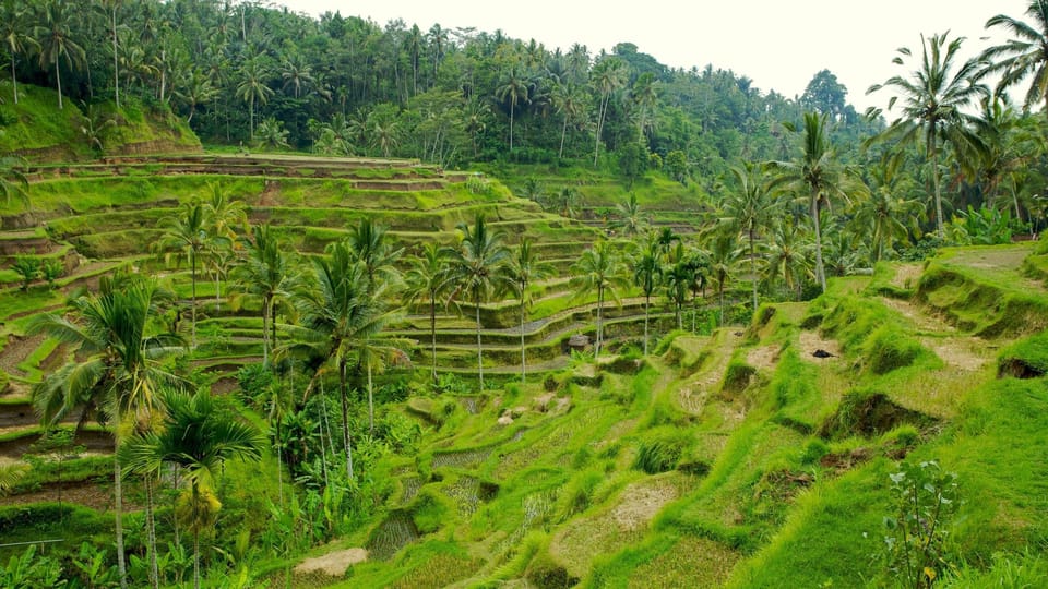 Bosque De Los Monos De Ubud Terraza De Arroz Templo Y Columpio De La