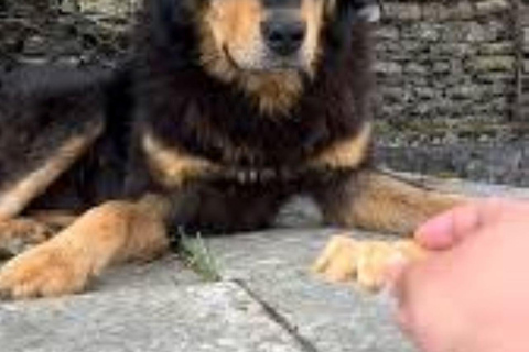 Kathmandu: Guided Hiking Experience with Rescue Dogs