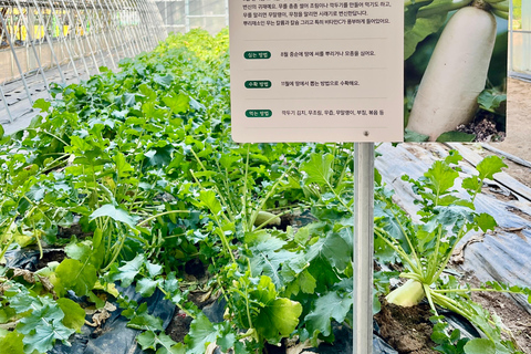 Seasonal Fruit Picking & Dream Cattle Farm Day Tour Hongik Univ. station, exit 9