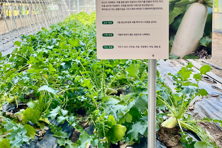 Seasonal Fruit Picking & Dream Cattle Farm Day Tour Hongik Univ. station, exit 9