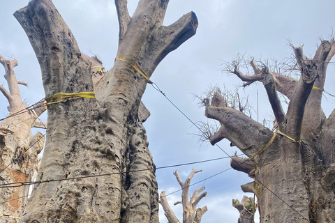 Prywatna wycieczka z KUTAISI: BATUMI i park dendrologicznyZ KUTAISI: fantazyjne Batumi i słynny park dendrologiczny