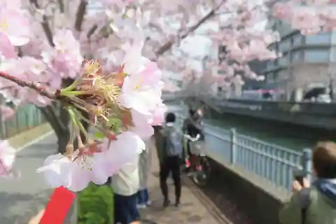 横浜お花見リバーサイドウォーク