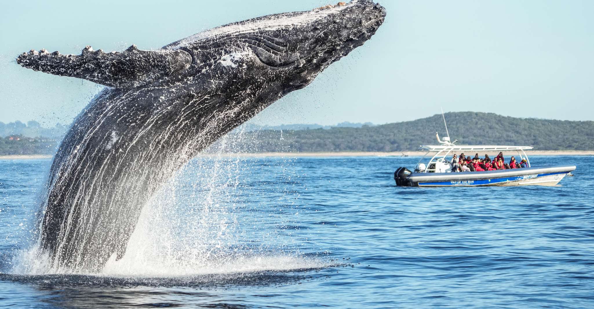 Byron Bay: Whale Watching Cruise with a Marine Biologist