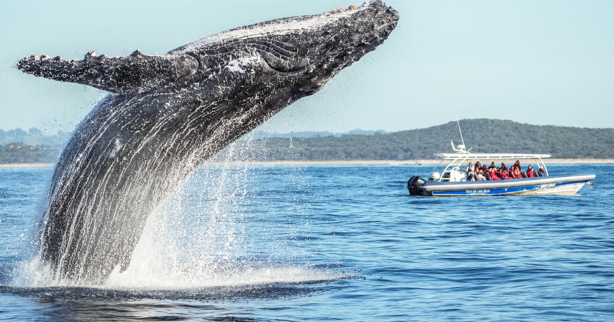 バイロン ベイ: 海洋生物学者と行くホエールウォッチング クルーズ