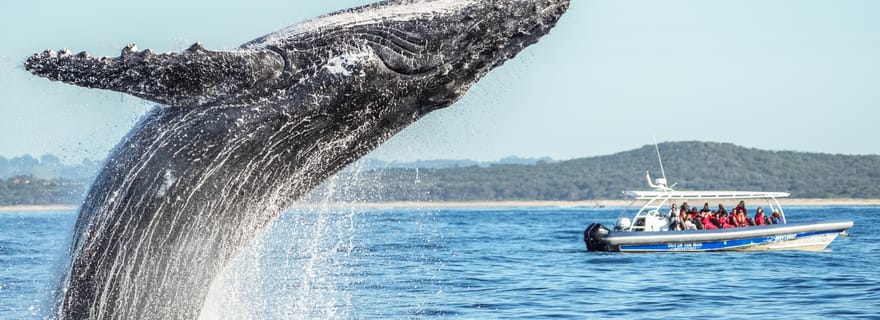 Byron Bay : Croisière observation des baleines avec un biologiste marin