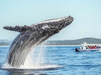 Byron Bay: Whale Watching Cruise with a Marine Biologist