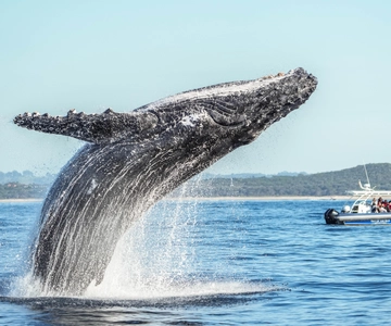 Byron Bay: Whale-Watching-Bootsfahrt mit einem Meeresbiologen