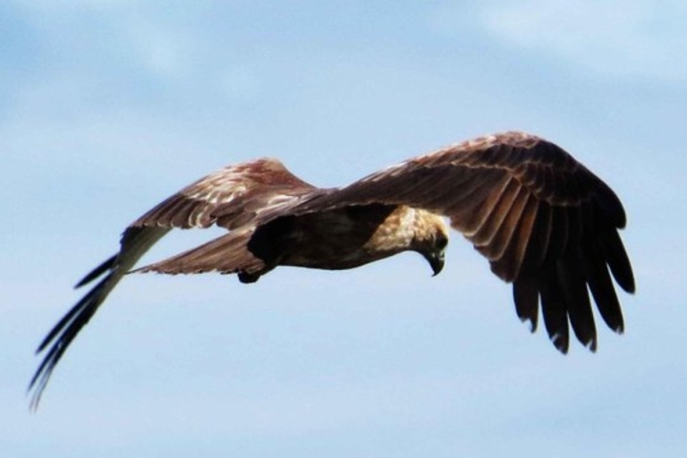 Gevleugeldwonder vanMuthurajawela Wetland:VogelexpeditieWaikkal