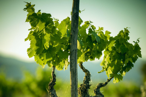 Mallorca: Visita bodega y cata de vinos, con productos mallorquines