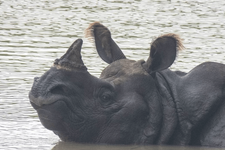 7-Day Royal Bengal Tiger & One-horned Rhino in Bardiya