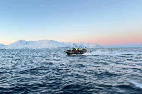 Vardø: Whales and Seabird RIB tour of Varanger