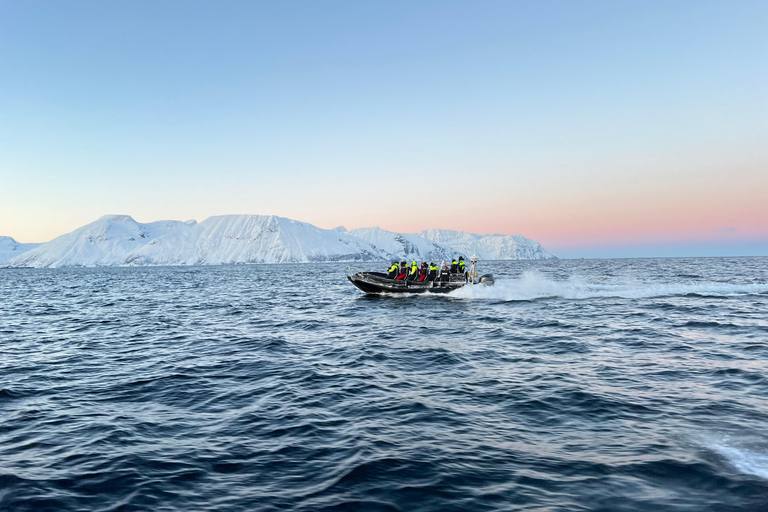 Vardø: Whales and Seabird RIB tour of Varanger