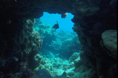 瓦努阿图：海龟与浮潜之旅（含午餐）瓦努阿图：海龟与浮潜之旅，含午餐