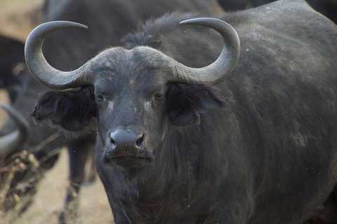 Private Safari mit Übernachtung in der Masai MaraPrivate Safari mit Übernachtung in der Masai Mara Luxusunterkunft