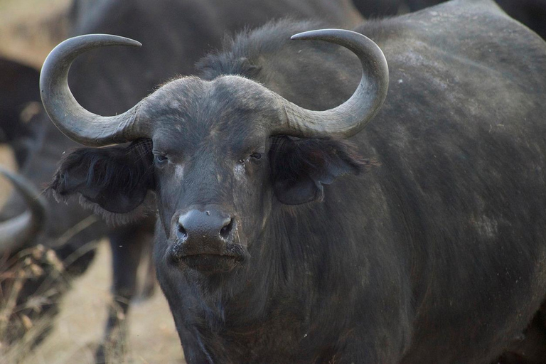 Övernattning Privat safari till Masai MaraPrivat safari med lyxigt boende i Masai Mara över natten