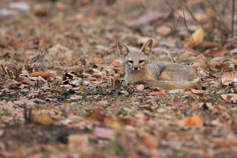 Jaipur to Agra: Ranthambore Safari with One-Way Transfer 3-Star Hotel with 2 Meals, Car, Driver, Guide, and 1 Safari