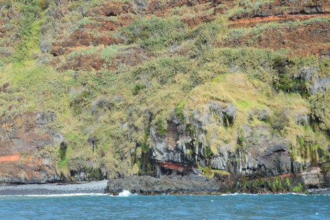 Calheta : Visite en petit groupe d&#039;observation des baleines et des dauphinsCalheta : Observation des baleines et des dauphins Visite privée avec un designer