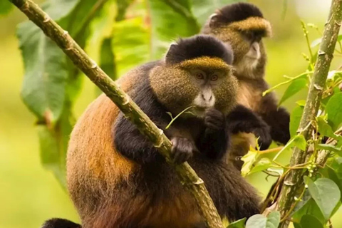 2 Day Golden Monkey Trekking and Dian Fossey Tomb Visit