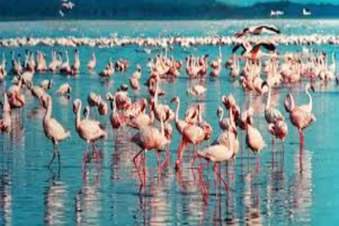 Kenya: 10-Day Bird Watching Safari with Accommodation