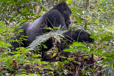 Excursão de 1 dia ao Gorila do Uganda com partida de Kigali, Ruanda