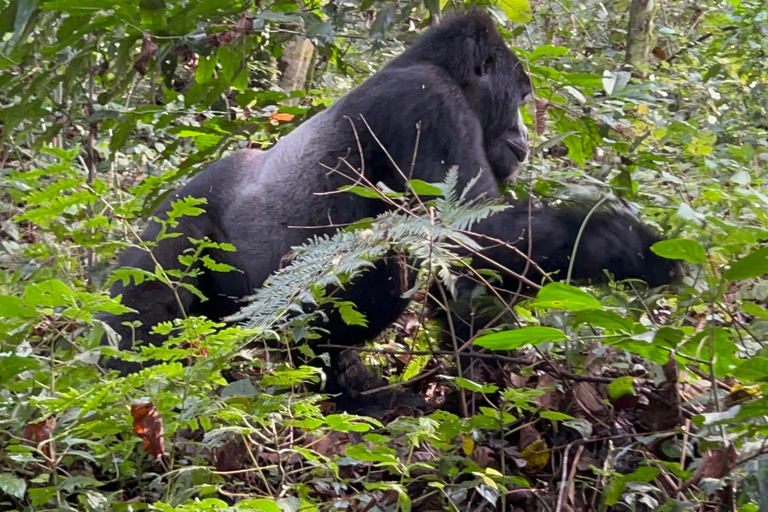 Dagsutflykt med gorillatrekking i Uganda från Kigali, Rwanda