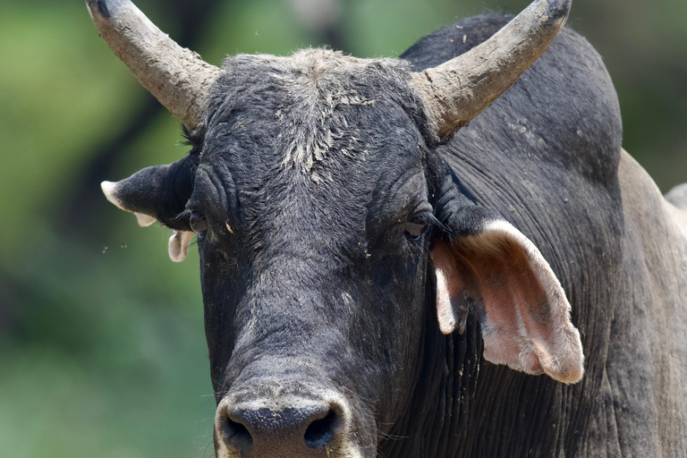 جولة خاصة في مدينة دلهي: مدينة دلهي القديمة ومدينة نيودلهي