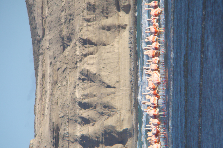 From Puerto Madryn: Full-Day Valdes Peninsula Tour