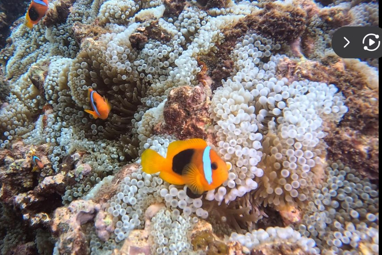 Port Vila: Kayaking & Snorkelling Tour with Turtles & lunch Full Day - Kayaking & Snorkeling Tour with Lunch & Pickup