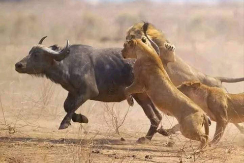 Mombasa: Tsavo East National Park Day Trip with Lunch