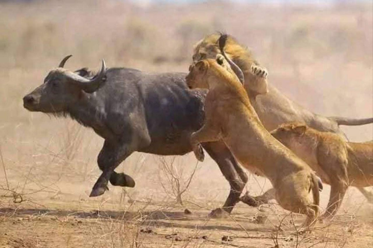 Mombasa: Tsavo East National Park Day Trip with Lunch