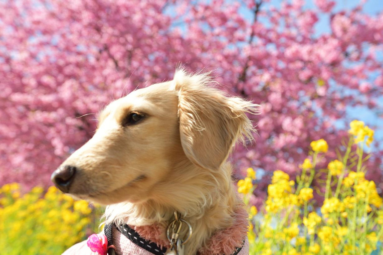 Specjalna wycieczka Kawazu Sakura Strawberry Hot Spring Day TourMiejsce zbiórki na dworcu w Tokio + japoński lunch w hotelu Onsen