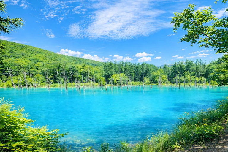 Hokkaido Asahiyama Zoo & Blue Pond Tour & Ningle Terrace 8:00 am meet at Odori Park subway station exit 31