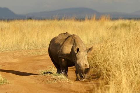 Nairobi National Park Halve dag/volledige dag gamedrive