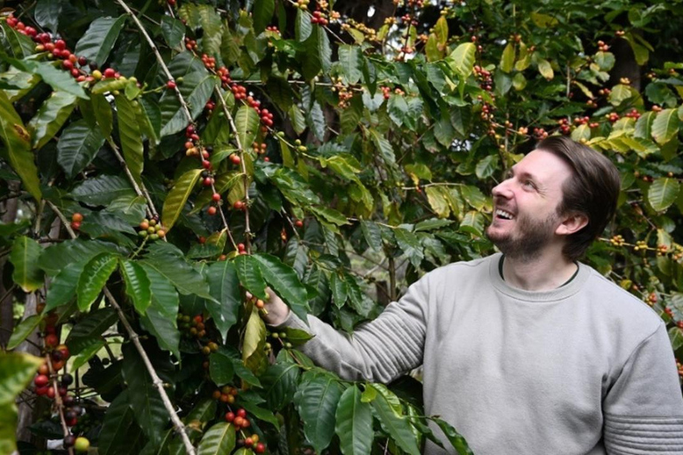 Tour del gusto della montagna di Tamborine