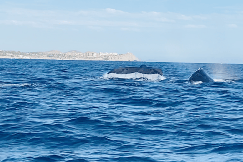 Whale Watching in La Paz – Gray Whale Encounter