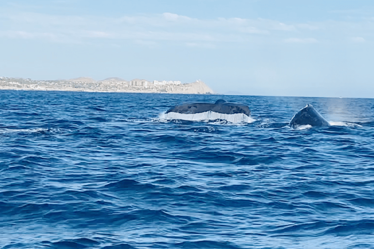 Whale Watching in La Paz – Gray Whale Encounter