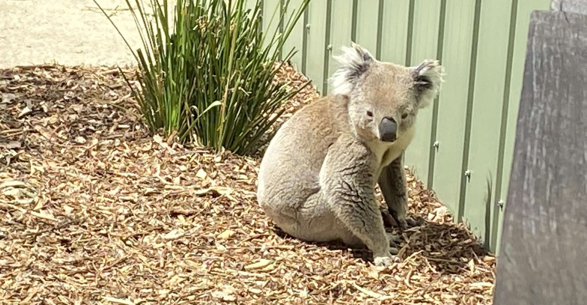 Melbourne: Moonlit Sanctuary and Brighton Beach Boxes Tour photo 6