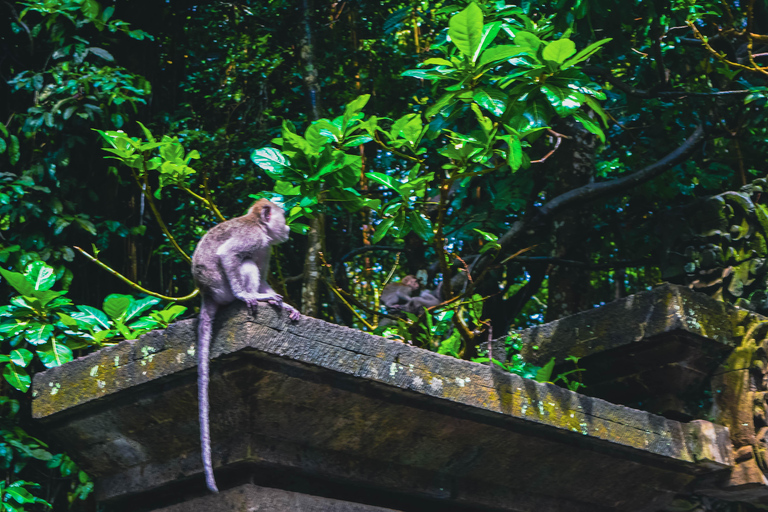 Bali: Monkey Forest, Taman Ayun, Tanah Lot Temple Tour Private Tour Without Entry Tickets