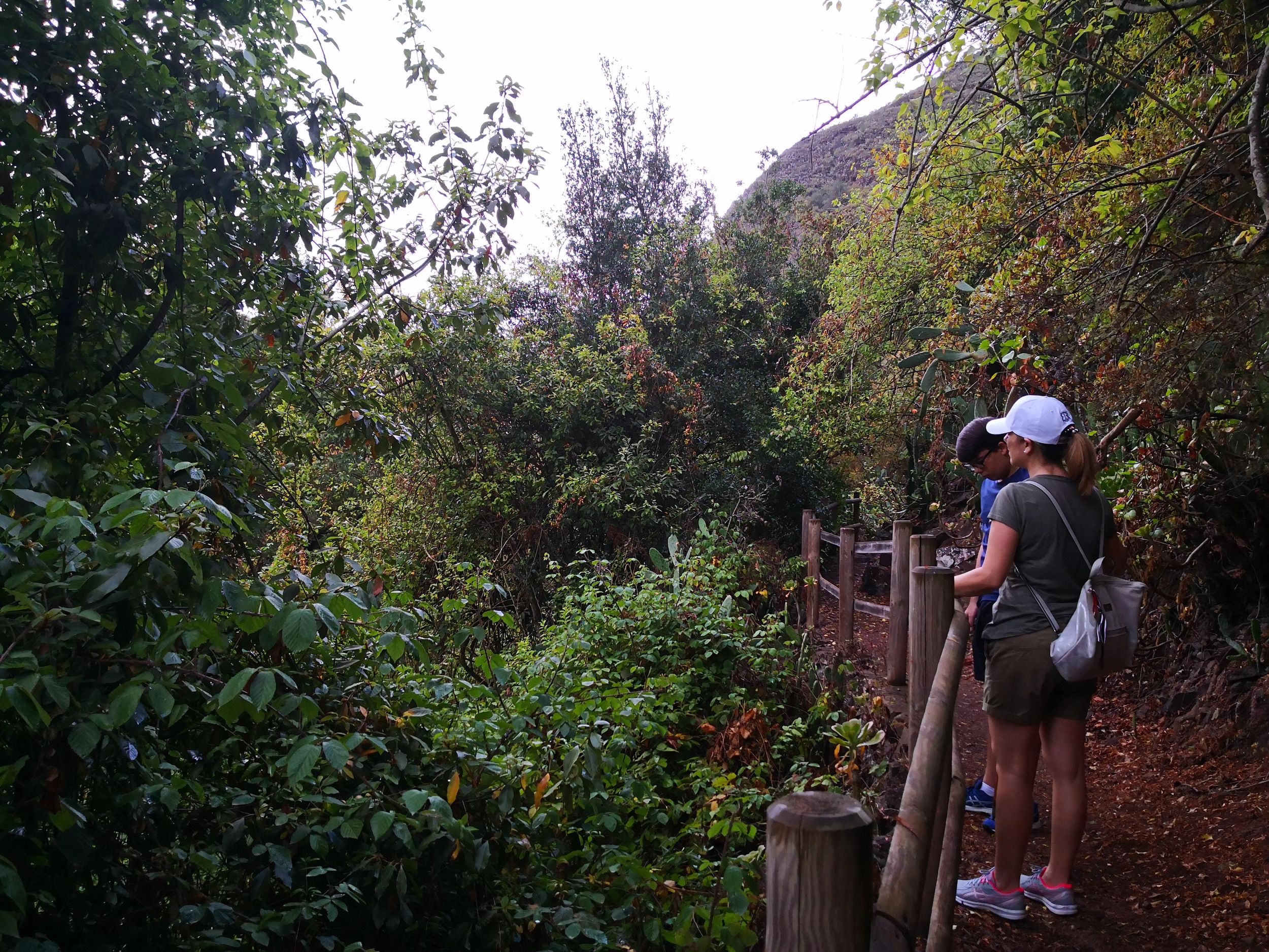 Ab Las Palmas: Wanderung durch den Regenwald & Cenobio Valeron