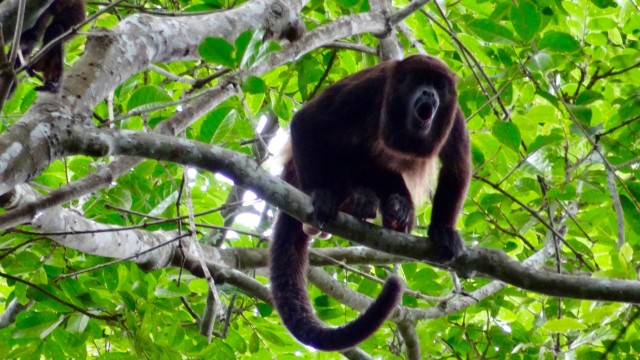 Day trip from Guayaquil to Howler Monkey Trail, Cacao Farm