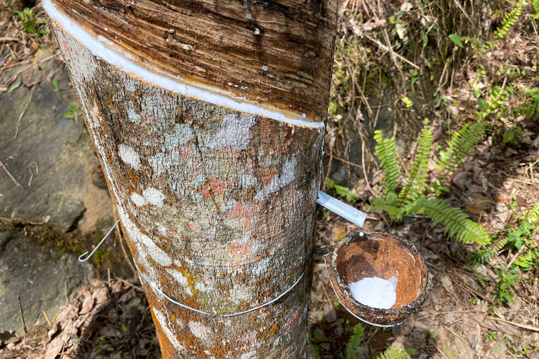 Colombo: Tour delle piantagioni di tè e delle tenute di gomma con pranzo