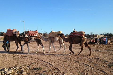 Agadir: Private Souss River Camel Ride with Pickup