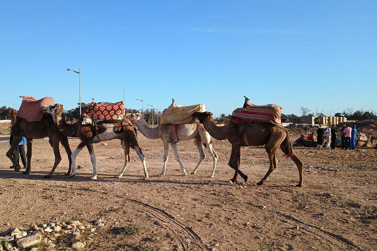 Agadir: Private Souss River Camel Ride with Pickup