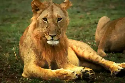 AVONTUUR: 7 DAAGSE KENIA SAFARI